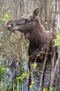 Single female Moose - Eurasian Elk Ã¢â¬â in a forest thicket near